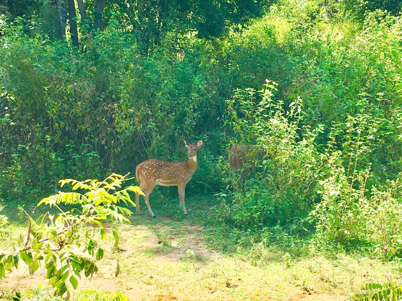 Atha Safari Resort & Riverside Camping Удавалаве Экстерьер фото