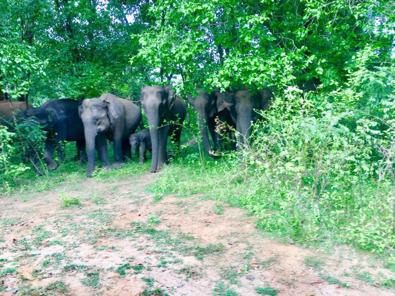 Atha Safari Resort & Riverside Camping Удавалаве Экстерьер фото